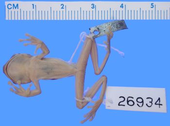Media type: image; Herpetology A-26934